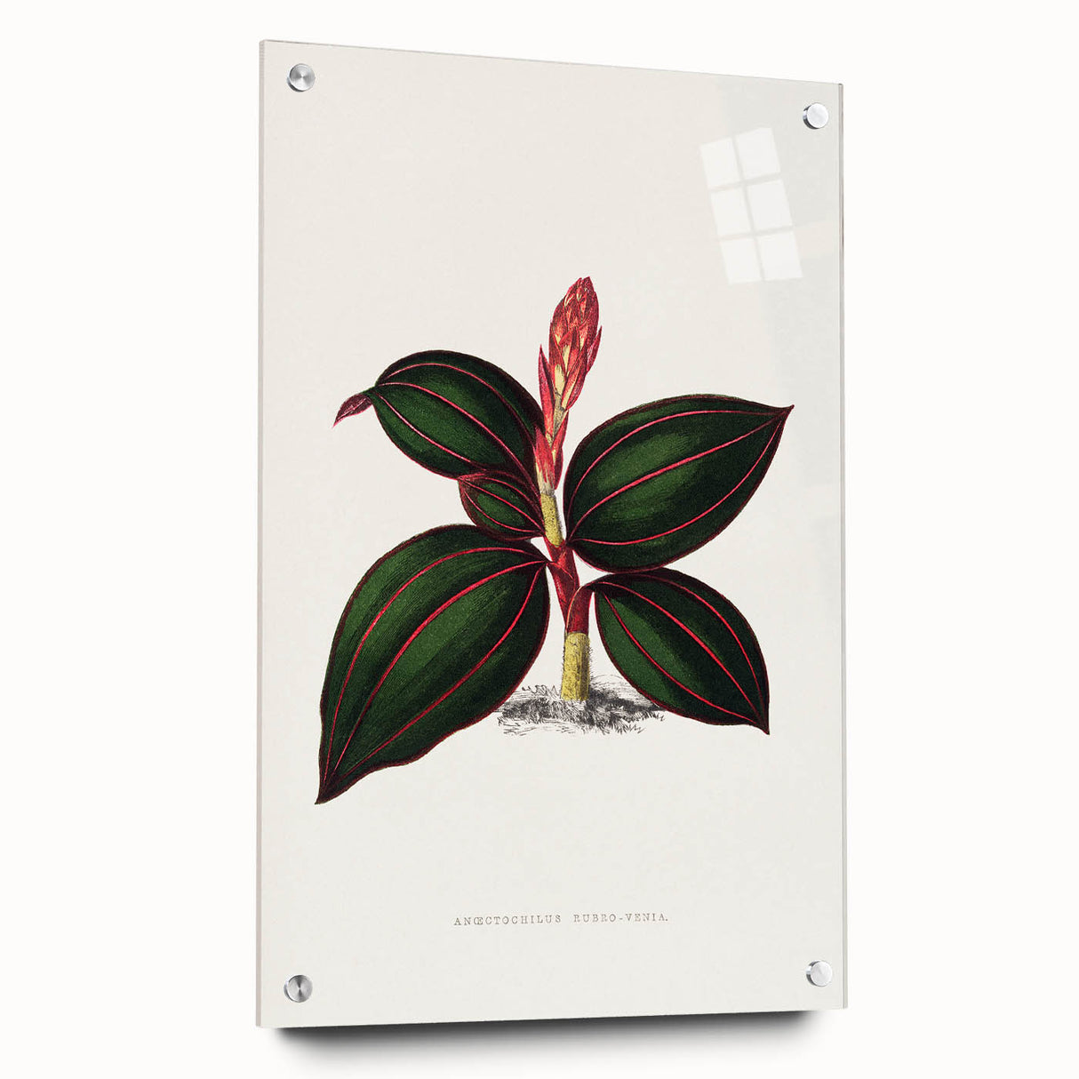 Romanticism Art - Ancectochilus Rubro-Venia - Classic Botanical Print