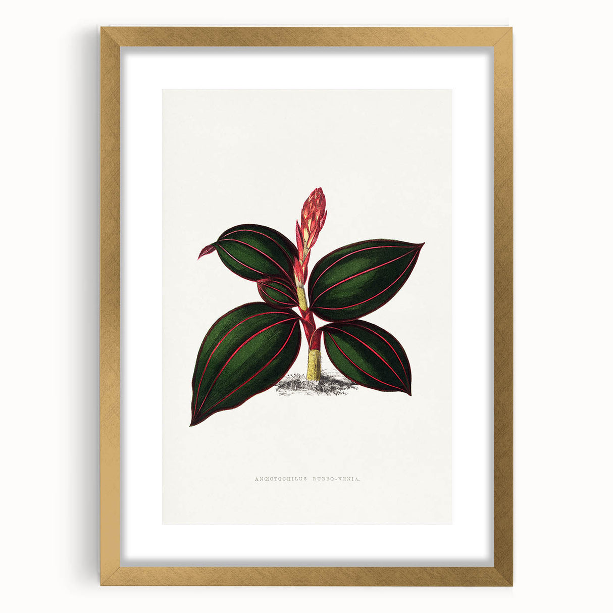 Romanticism Art - Ancectochilus Rubro-Venia - Classic Botanical Print