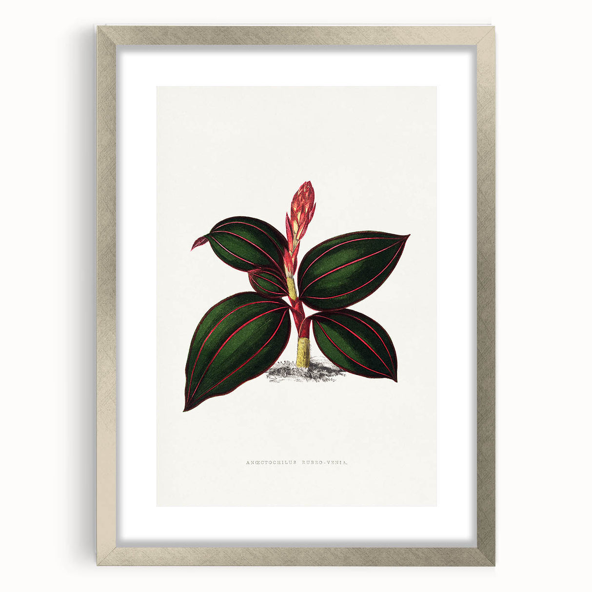 Romanticism Art - Ancectochilus Rubro-Venia - Classic Botanical Print