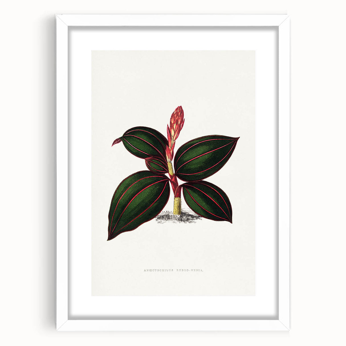 Romanticism Art - Ancectochilus Rubro-Venia - Classic Botanical Print