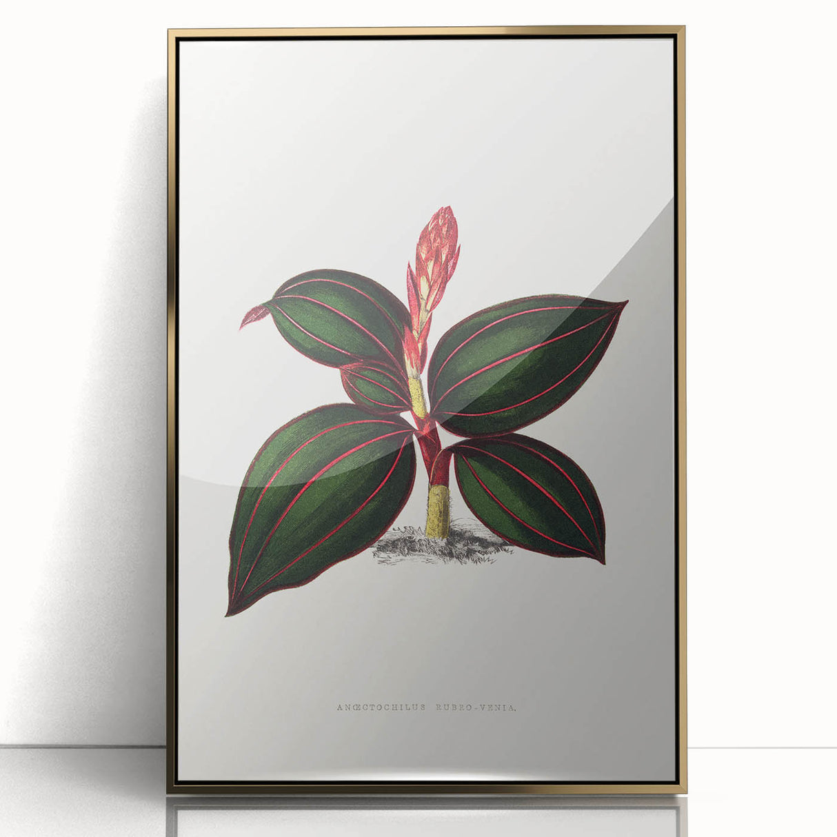 Romanticism Art - Ancectochilus Rubro-Venia - Classic Botanical Print