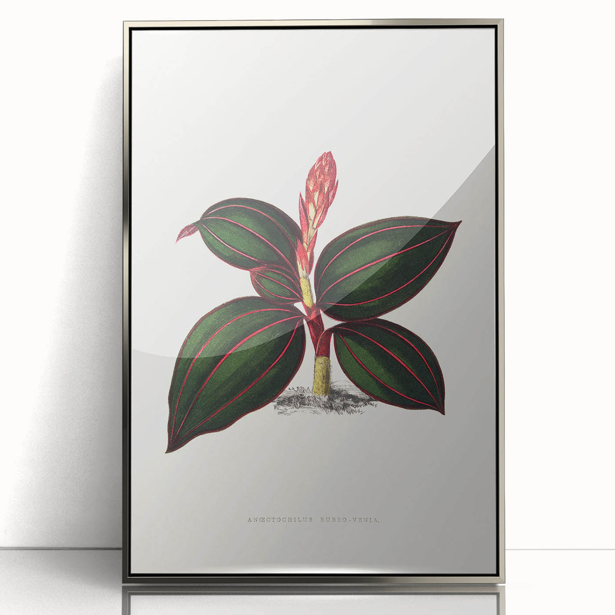 Romanticism Art - Ancectochilus Rubro-Venia - Classic Botanical Print