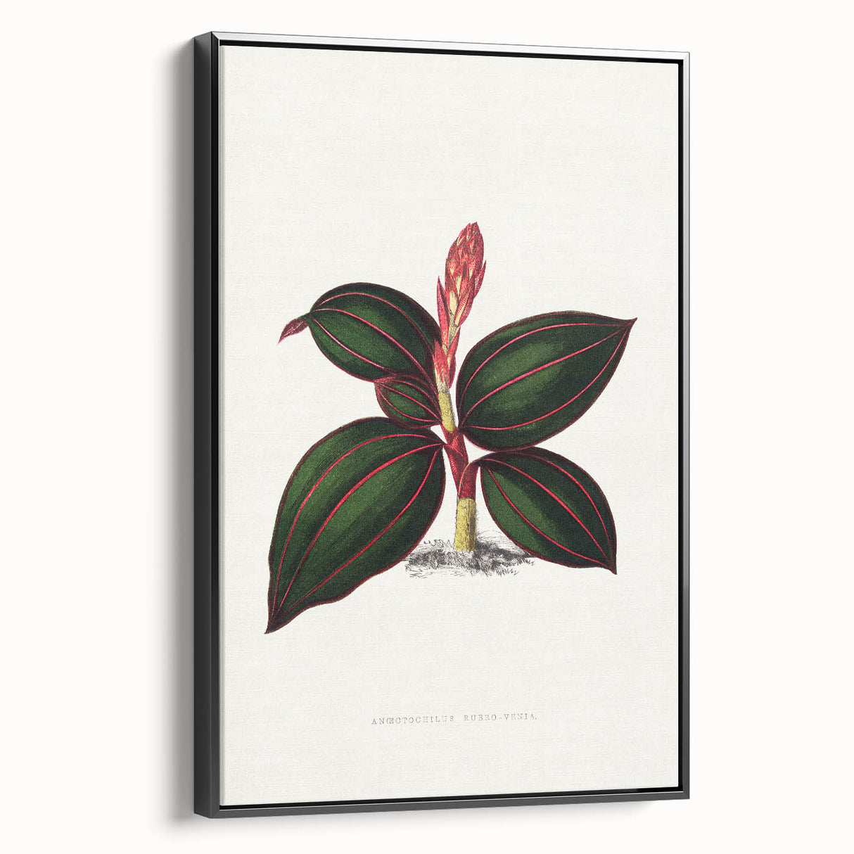 Romanticism Art - Ancectochilus Rubro-Venia - Classic Botanical Print