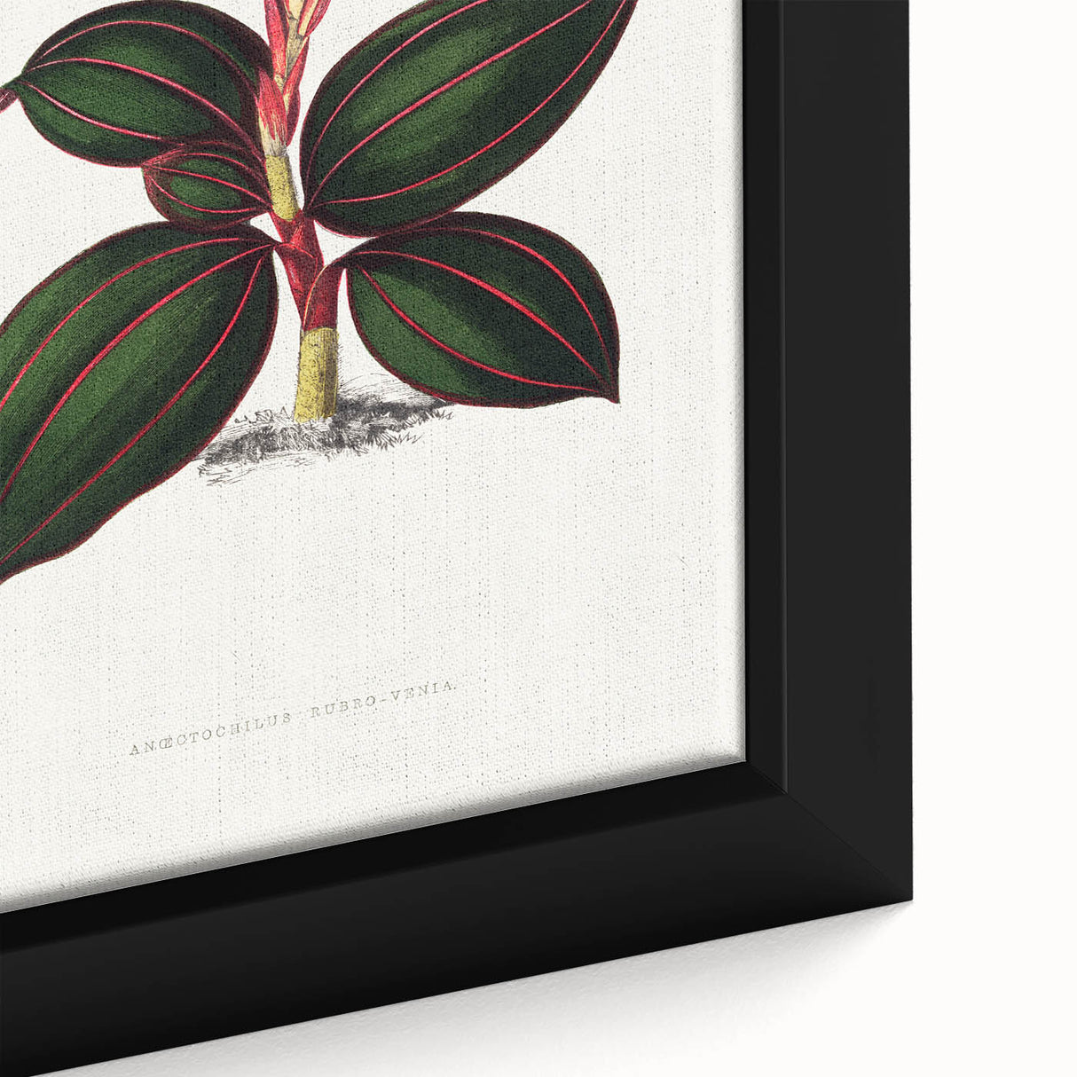 Romanticism Art - Ancectochilus Rubro-Venia - Classic Botanical Print