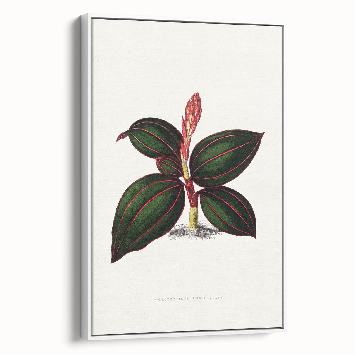 Romanticism Art - Ancectochilus Rubro-Venia - Classic Botanical Print