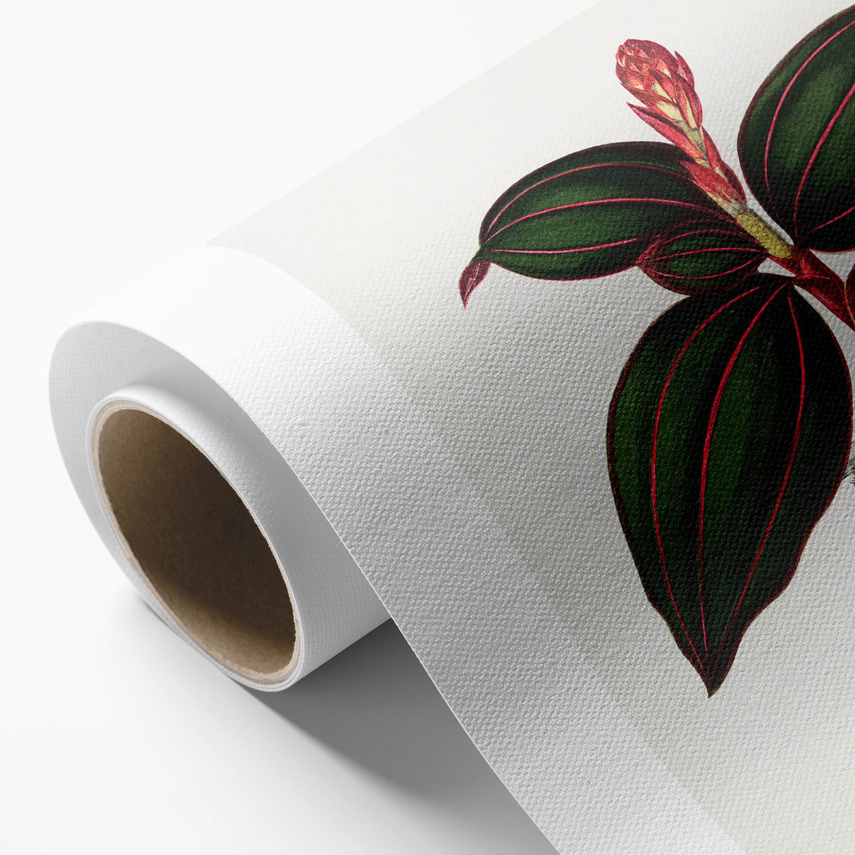 Romanticism Art - Ancectochilus Rubro-Venia - Classic Botanical Print