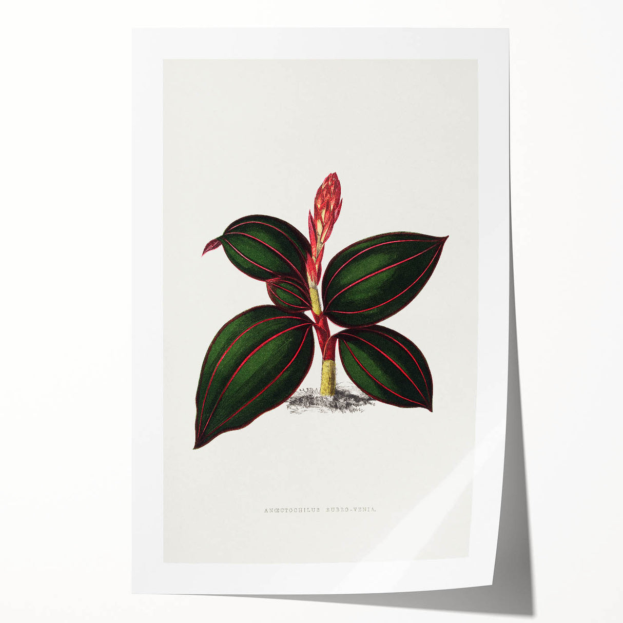 Romanticism Art - Ancectochilus Rubro-Venia - Classic Botanical Print