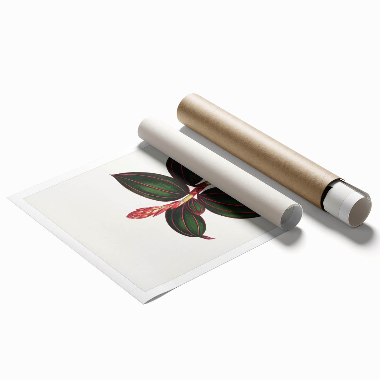 Romanticism Art - Ancectochilus Rubro-Venia - Classic Botanical Print