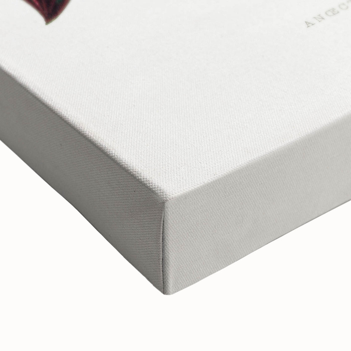 Romanticism Art - Ancectochilus Rubro-Venia - Classic Botanical Print