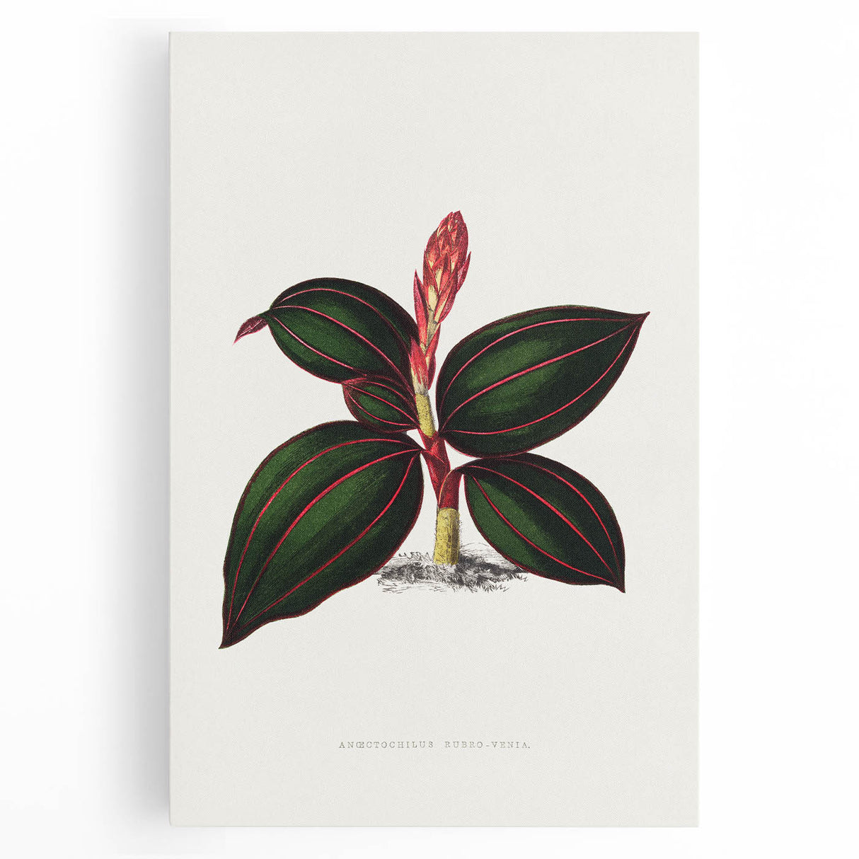 Romanticism Art - Ancectochilus Rubro-Venia - Classic Botanical Print