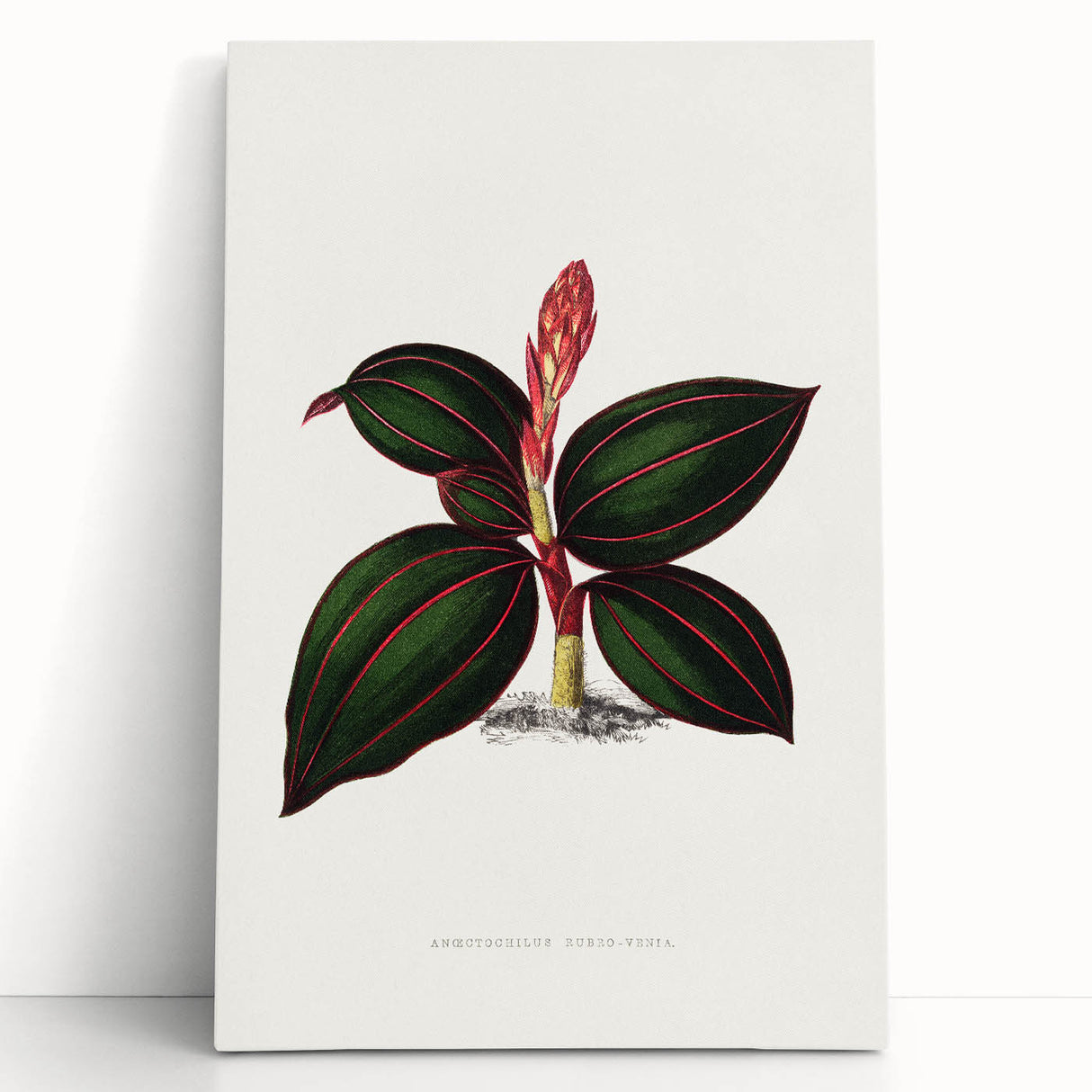 Romanticism Art - Ancectochilus Rubro-Venia - Classic Botanical Print