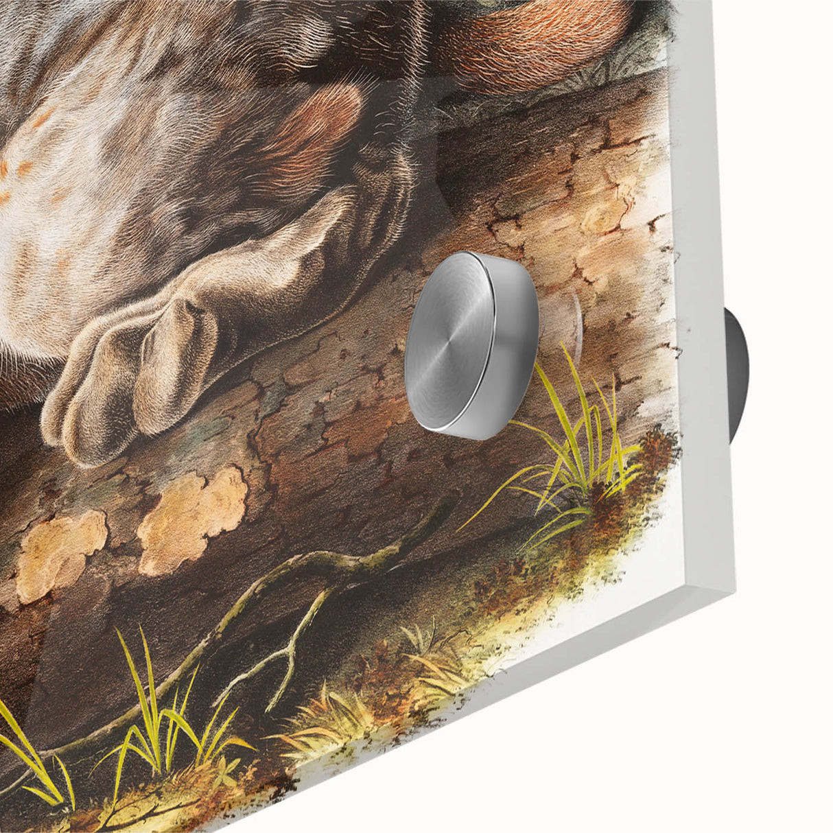 Romanticism Art: "Canada Lynx" by John Woodhouse Audubon