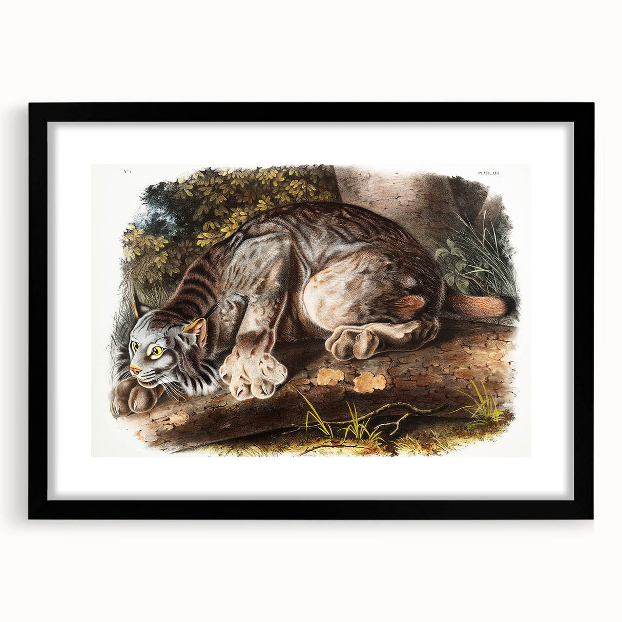 Romanticism Art: "Canada Lynx" by John Woodhouse Audubon