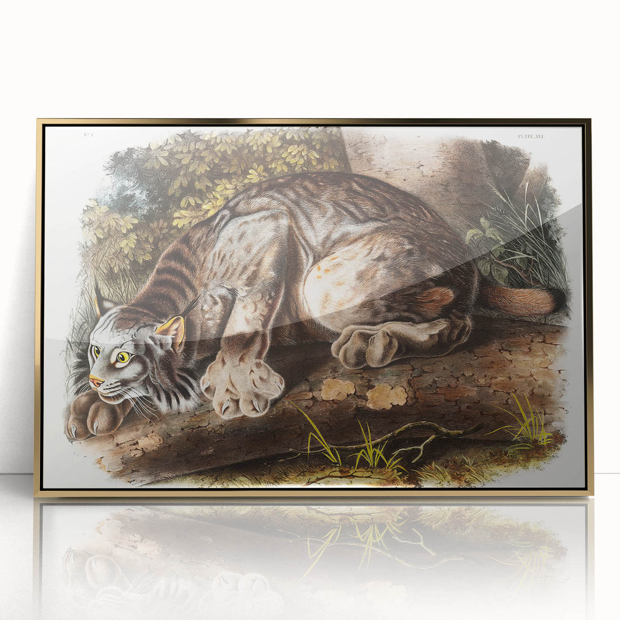 Romanticism Art: "Canada Lynx" by John Woodhouse Audubon