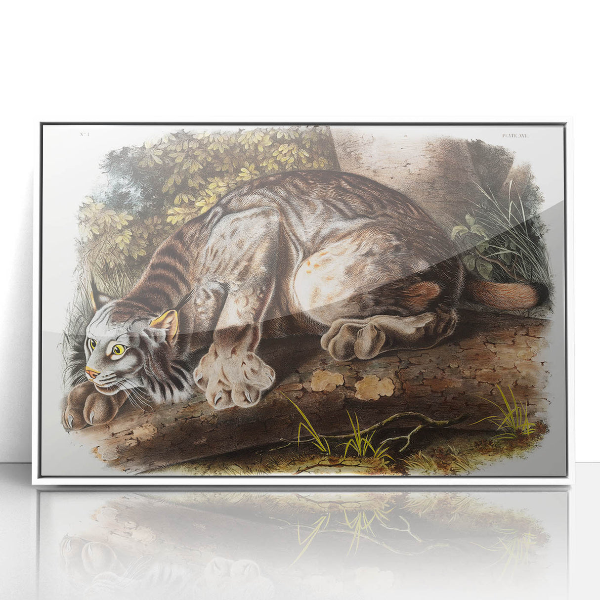 Romanticism Art: "Canada Lynx" by John Woodhouse Audubon