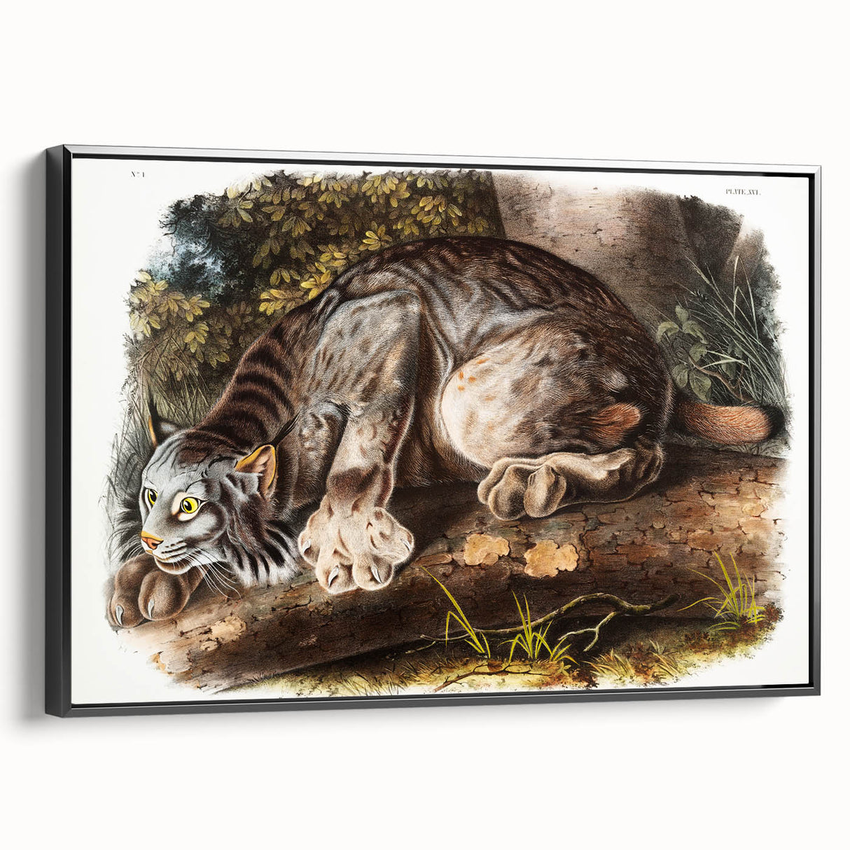Romanticism Art: "Canada Lynx" by John Woodhouse Audubon