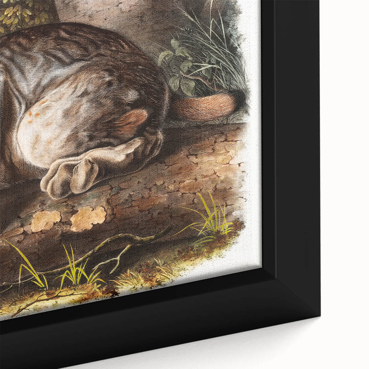 Romanticism Art: "Canada Lynx" by John Woodhouse Audubon