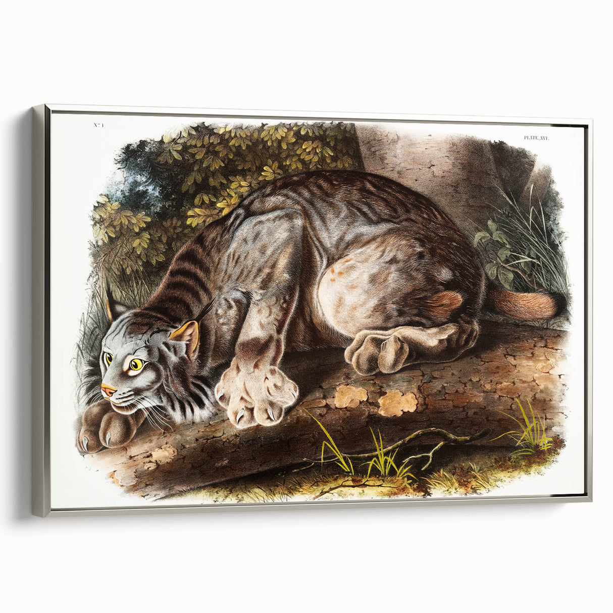 Romanticism Art: "Canada Lynx" by John Woodhouse Audubon