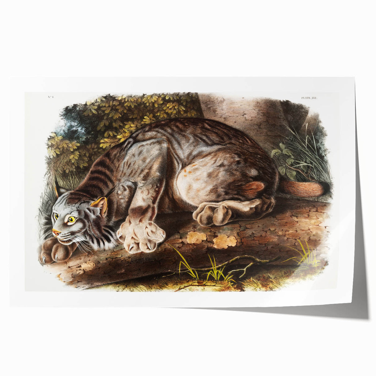 Romanticism Art: "Canada Lynx" by John Woodhouse Audubon