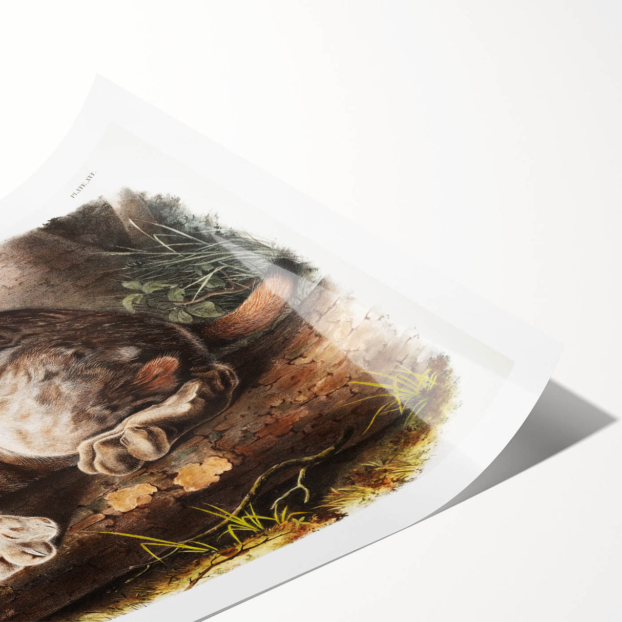 Romanticism Art: "Canada Lynx" by John Woodhouse Audubon