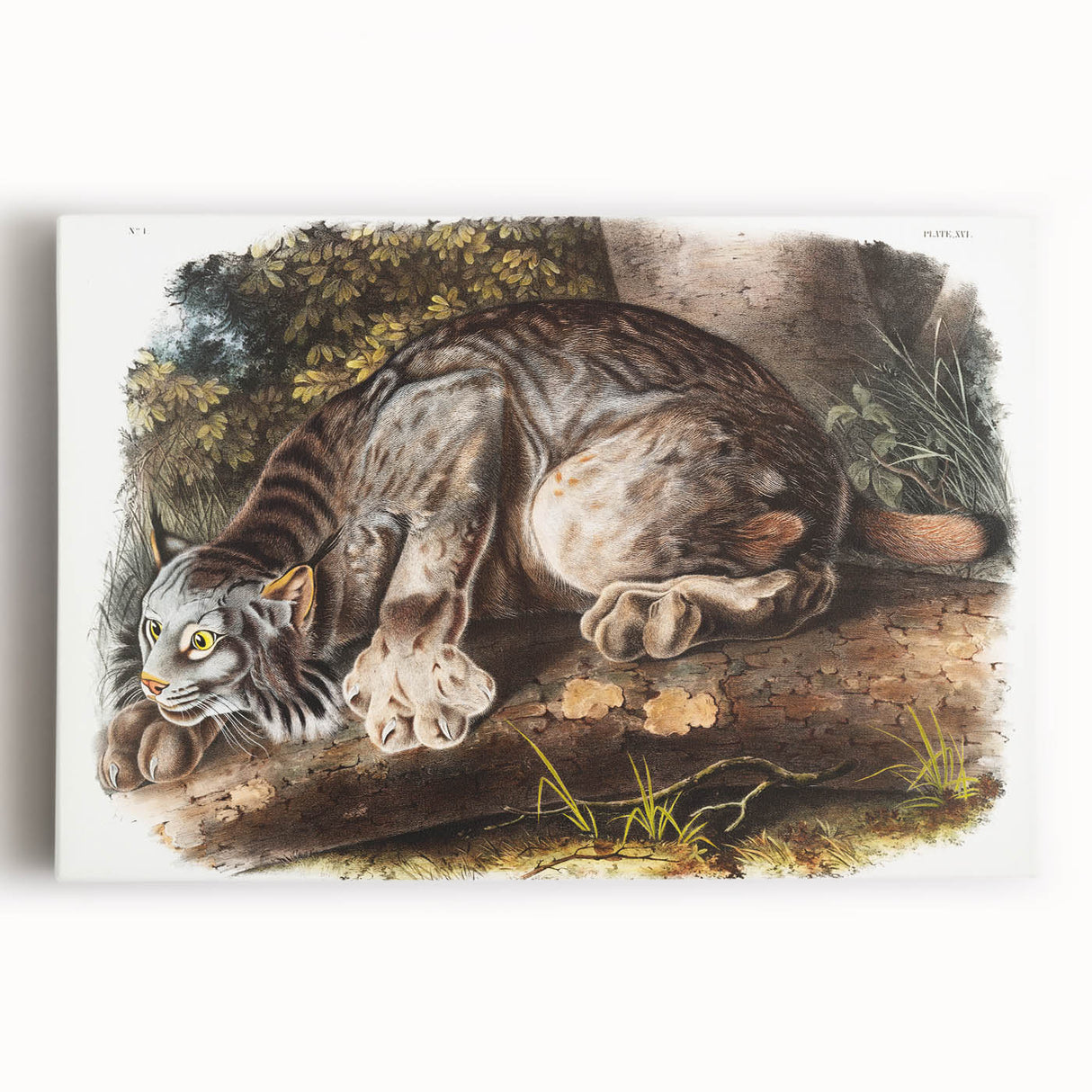 Romanticism Art: "Canada Lynx" by John Woodhouse Audubon