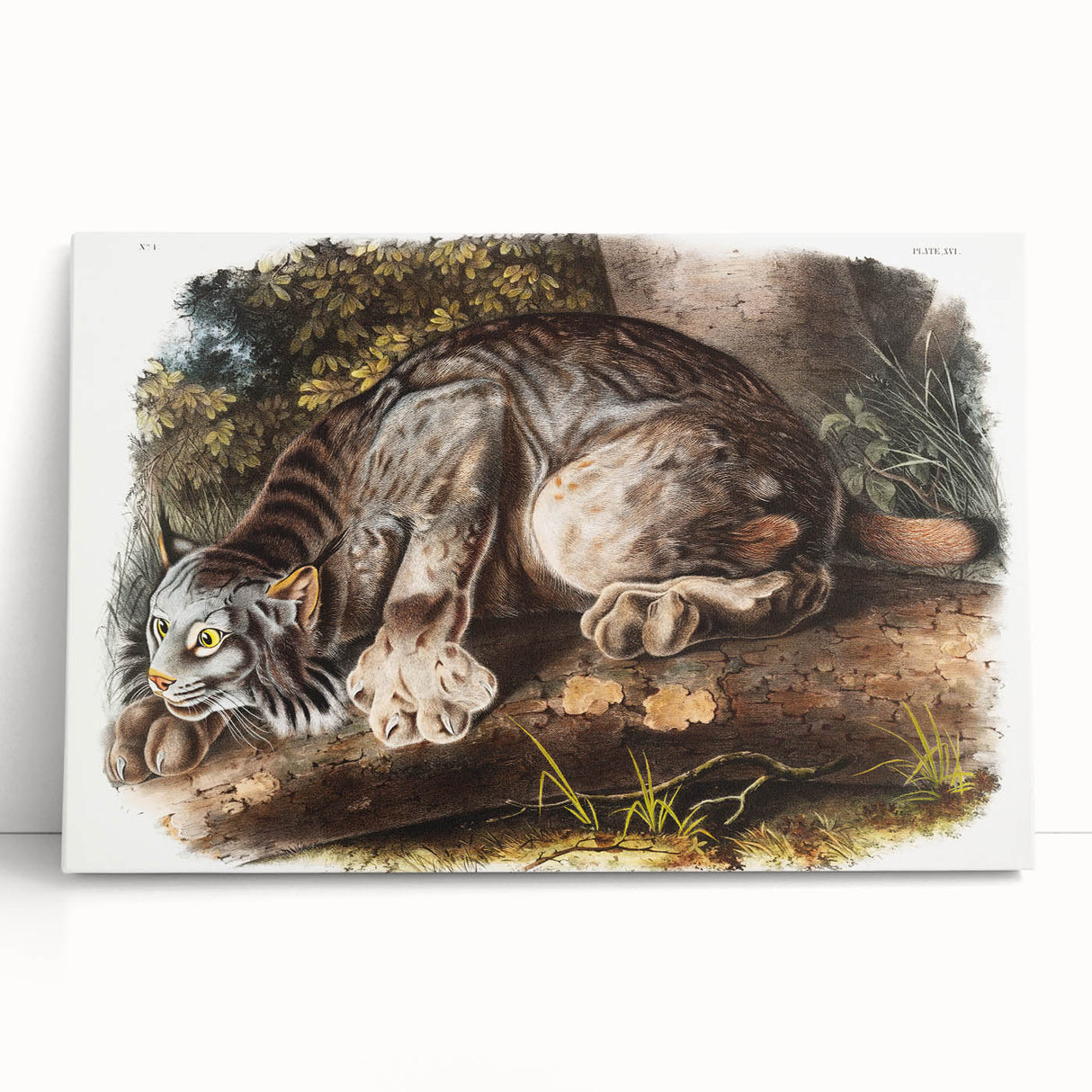 Romanticism Art: "Canada Lynx" by John Woodhouse Audubon