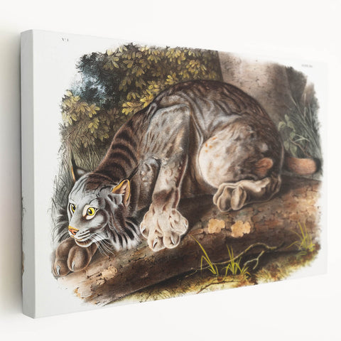 Romanticism Art: "Canada Lynx" by John Woodhouse Audubon
