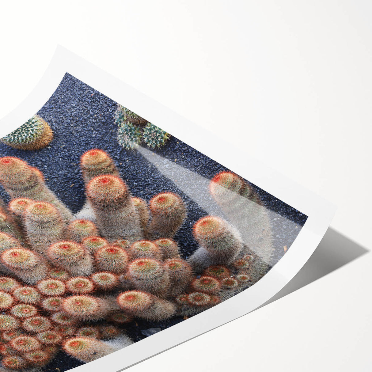 Extra large wall art featuring line art flowers in muted tones on rolled canvas, ideal for large living room decor.