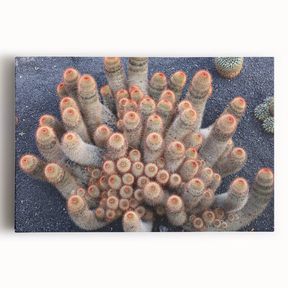 Black and white stretched canvas of European scenery, ideal for kitchen wall art or bedroom ambiance.