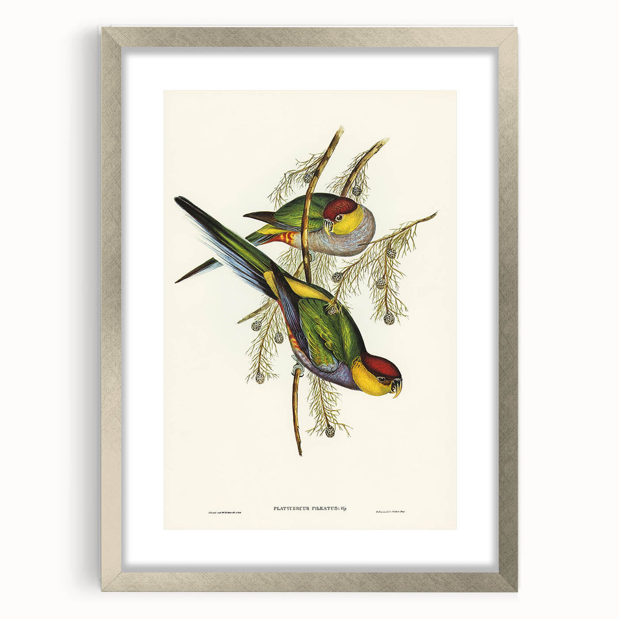 Romanticism Art - Red-Capped Parakeet - Classic Ornithological Print