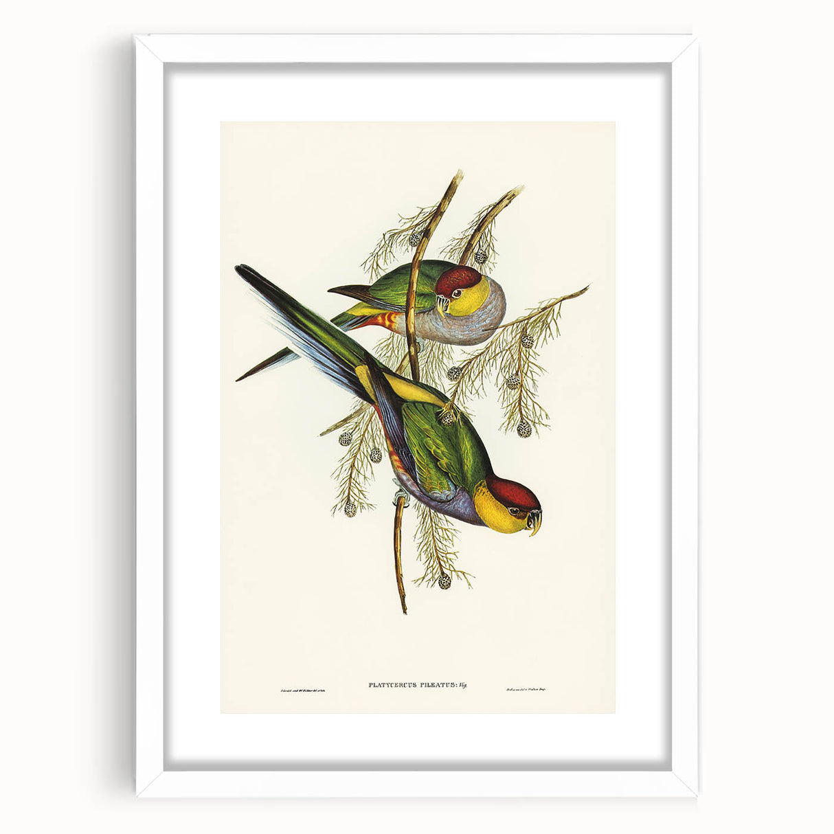 Romanticism Art - Red-Capped Parakeet - Classic Ornithological Print