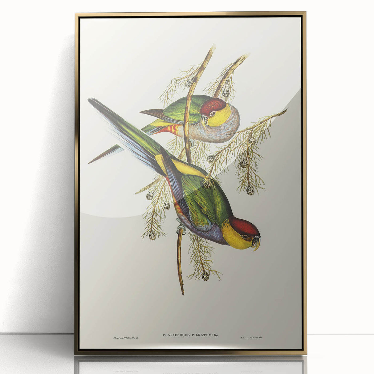 Romanticism Art - Red-Capped Parakeet - Classic Ornithological Print