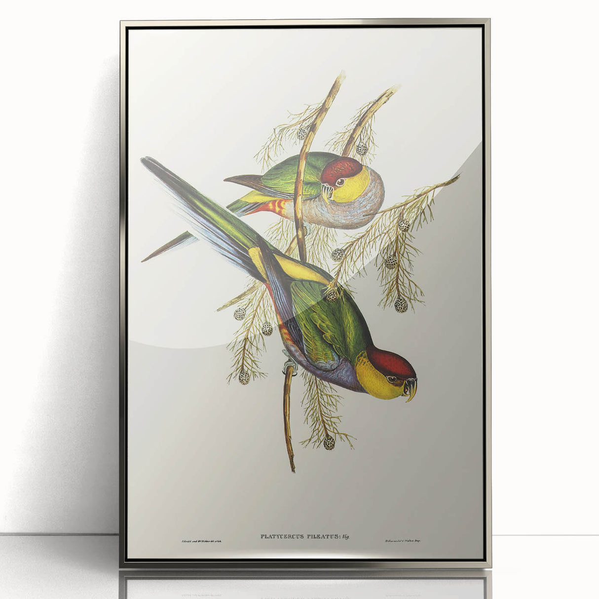 Romanticism Art - Red-Capped Parakeet - Classic Ornithological Print