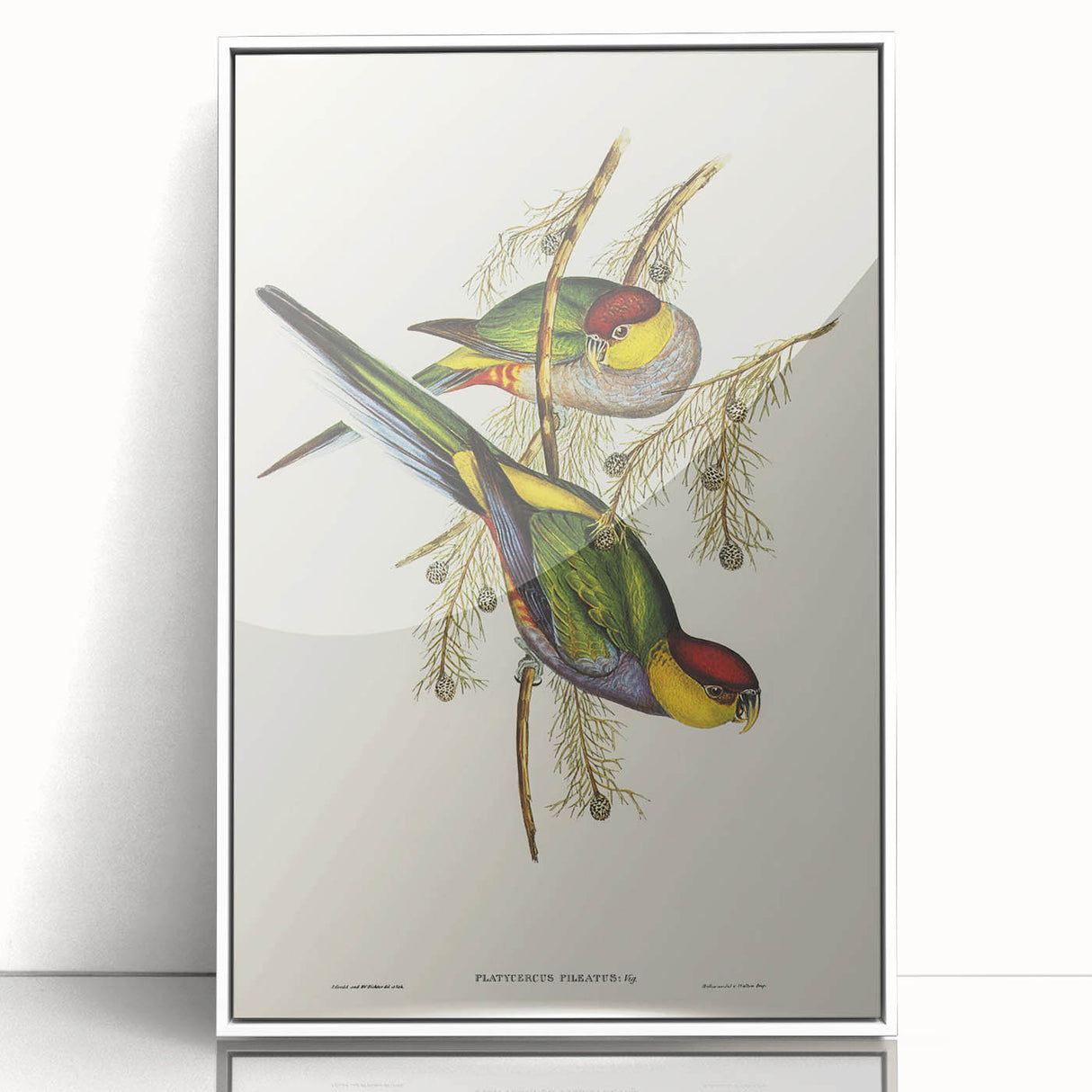 Romanticism Art - Red-Capped Parakeet - Classic Ornithological Print