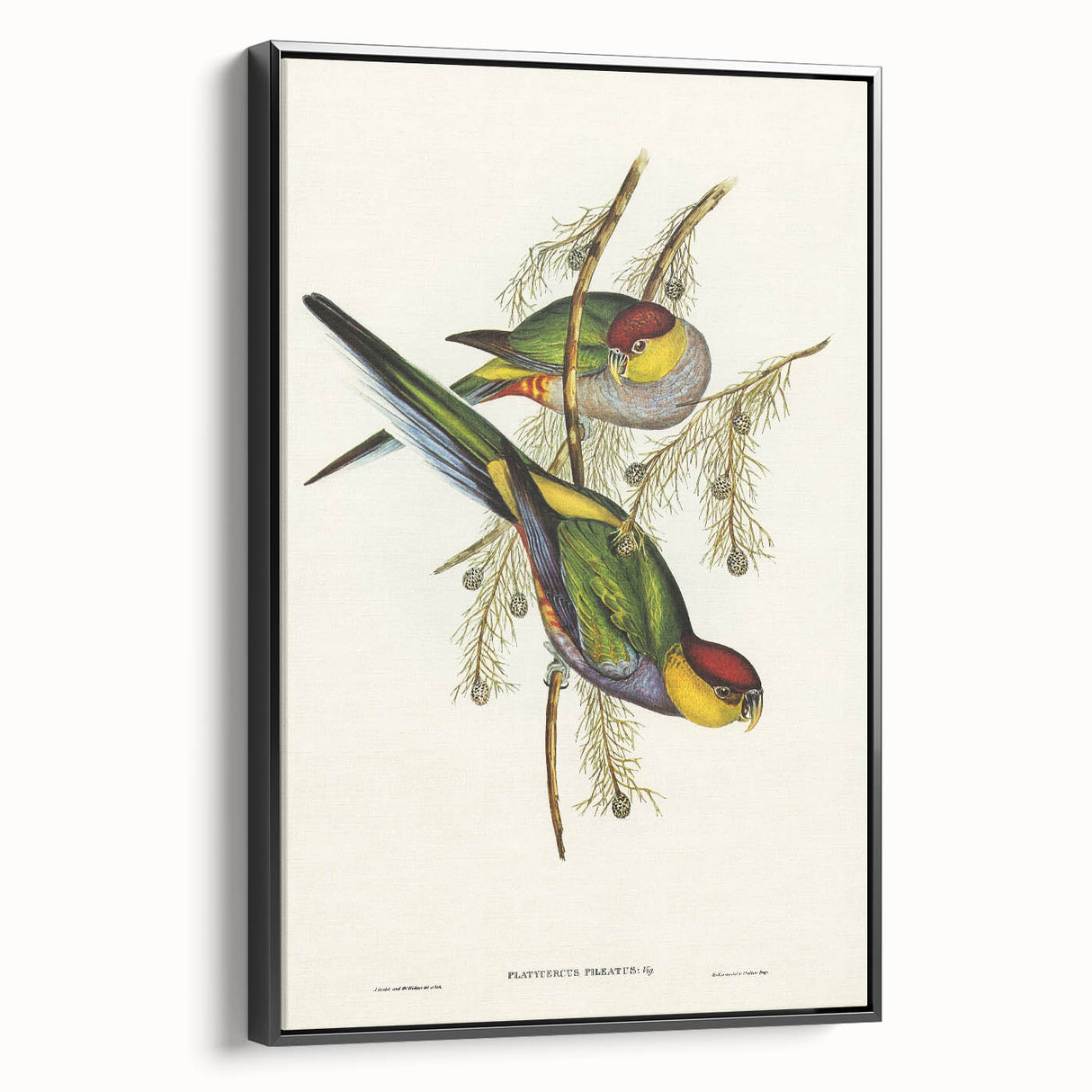 Romanticism Art - Red-Capped Parakeet - Classic Ornithological Print