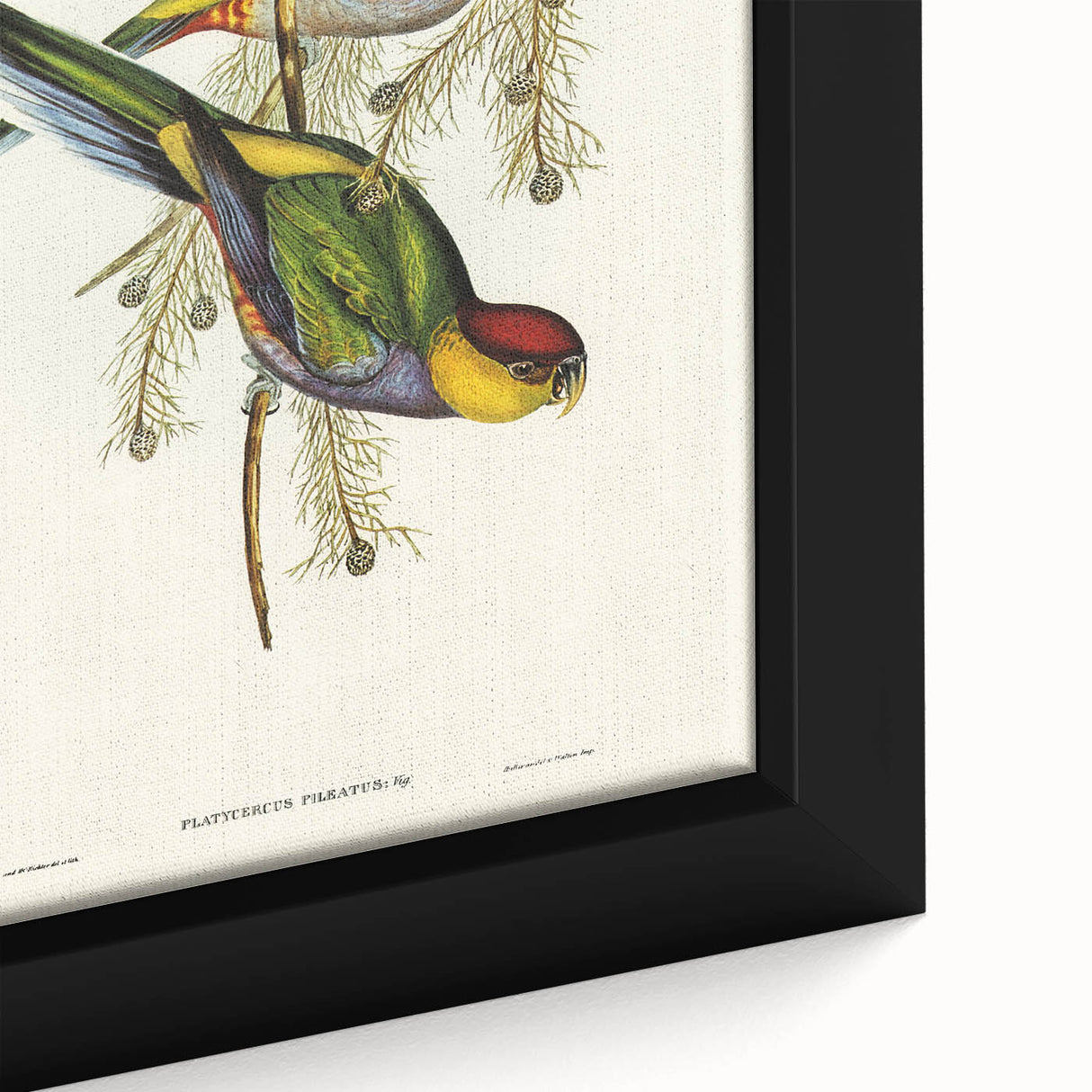 Romanticism Art - Red-Capped Parakeet - Classic Ornithological Print
