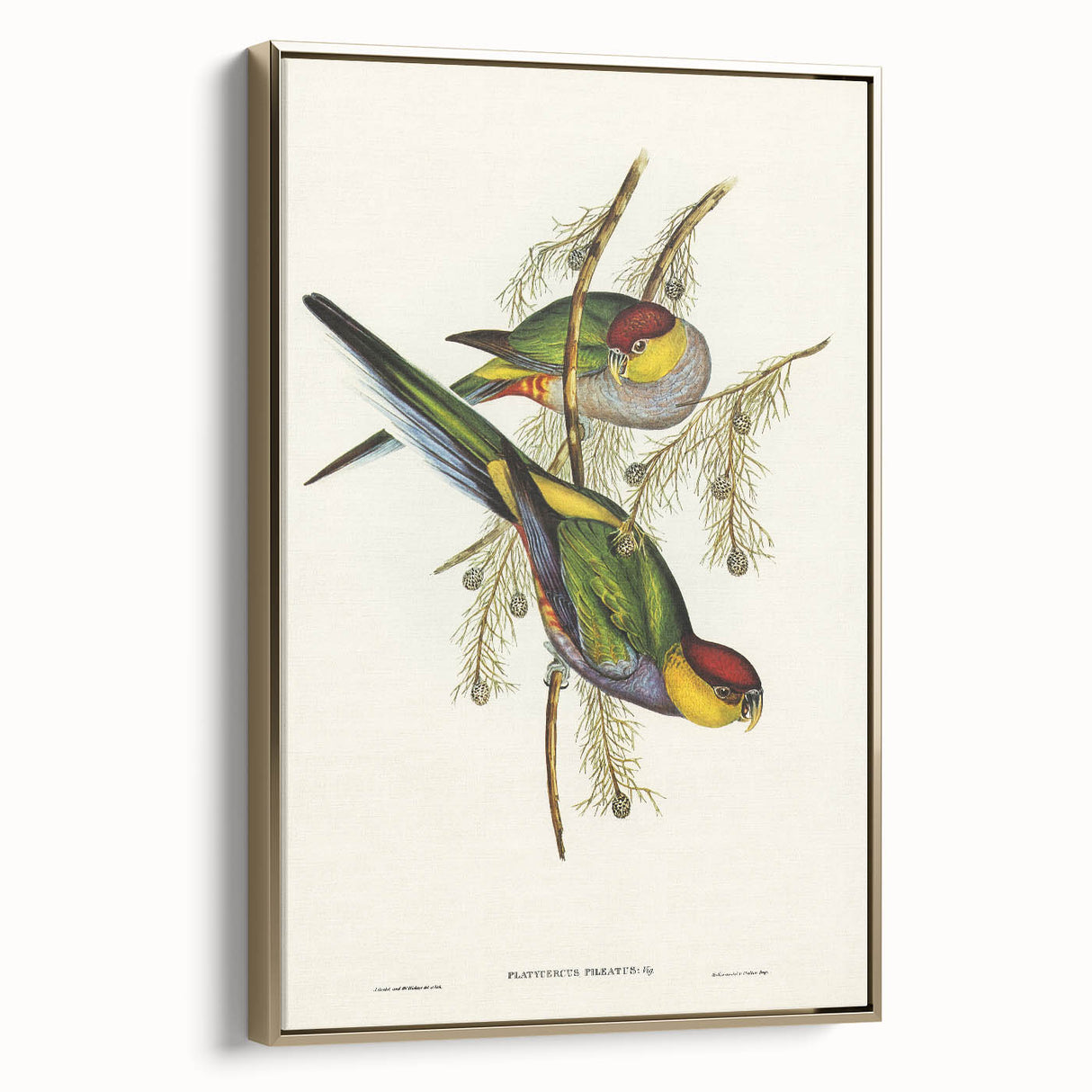 Romanticism Art - Red-Capped Parakeet - Classic Ornithological Print