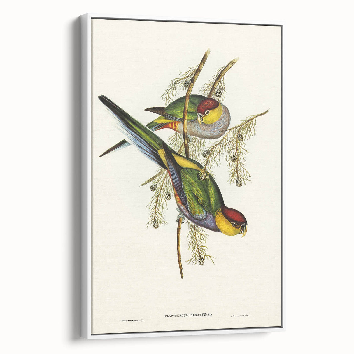 Romanticism Art - Red-Capped Parakeet - Classic Ornithological Print