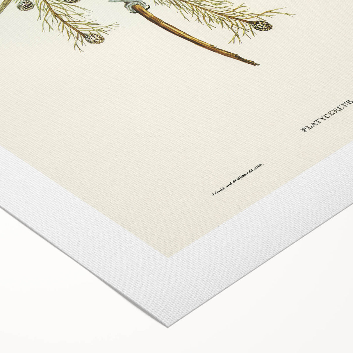 Romanticism Art - Red-Capped Parakeet - Classic Ornithological Print