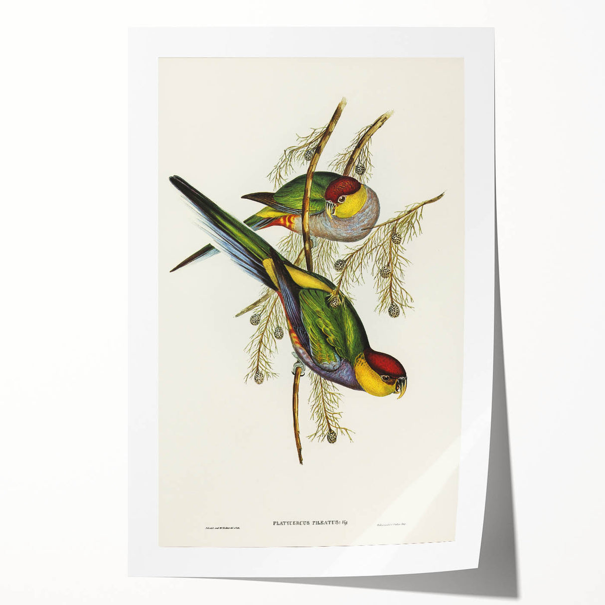 Romanticism Art - Red-Capped Parakeet - Classic Ornithological Print