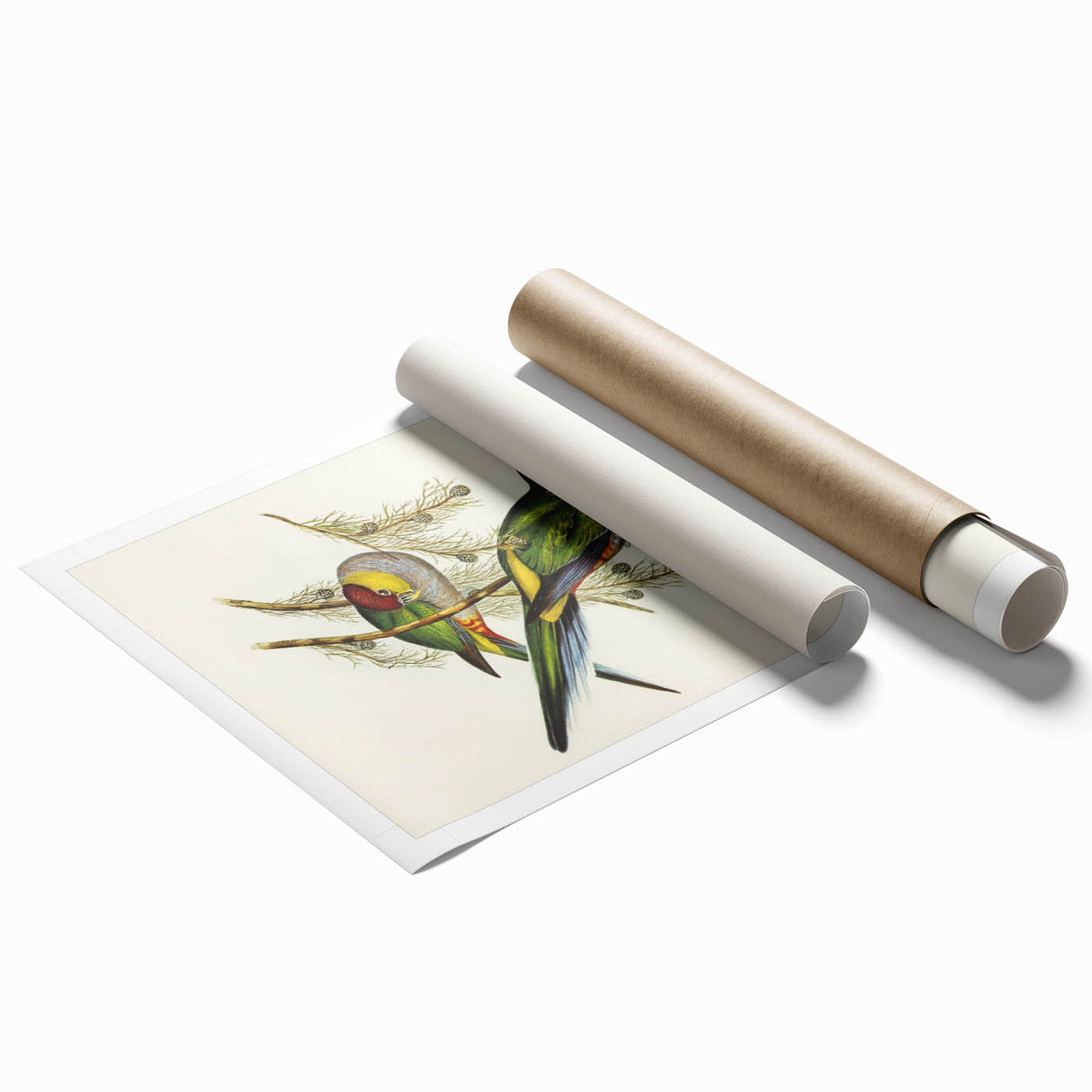 Romanticism Art - Red-Capped Parakeet - Classic Ornithological Print