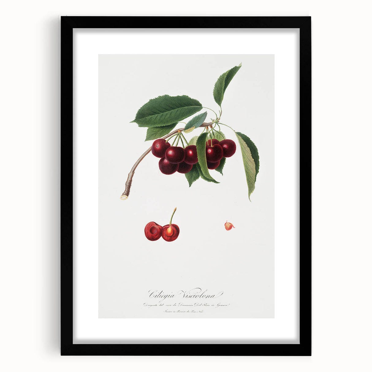 Romanticism Art - Cherry Botanical Illustration - Classic Fruit Print