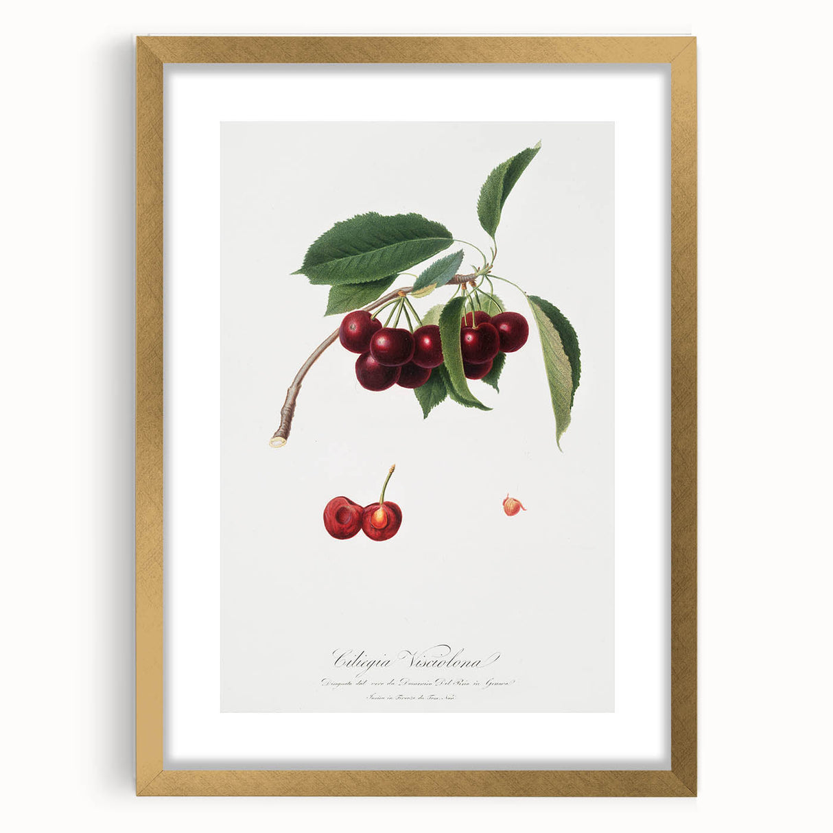 Romanticism Art - Cherry Botanical Illustration - Classic Fruit Print