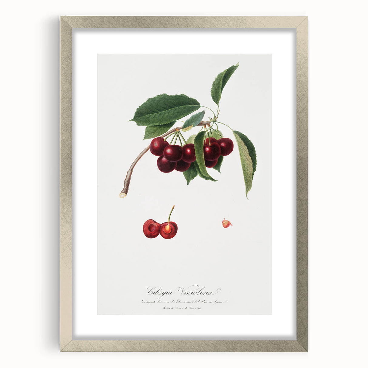 Romanticism Art - Cherry Botanical Illustration - Classic Fruit Print