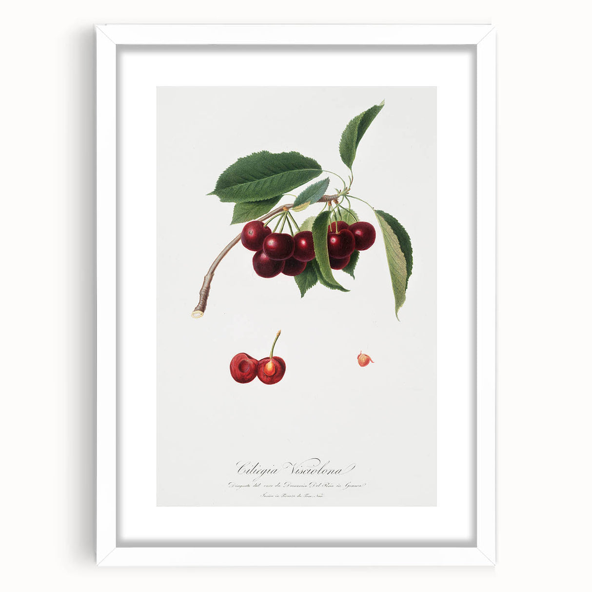 Romanticism Art - Cherry Botanical Illustration - Classic Fruit Print