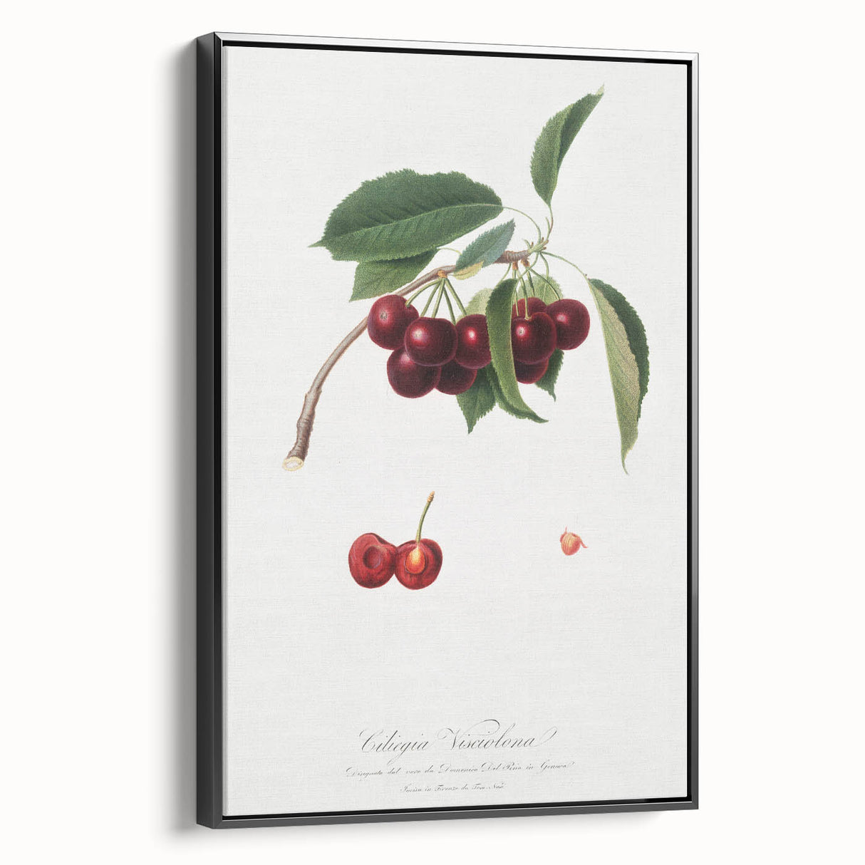 Romanticism Art - Cherry Botanical Illustration - Classic Fruit Print