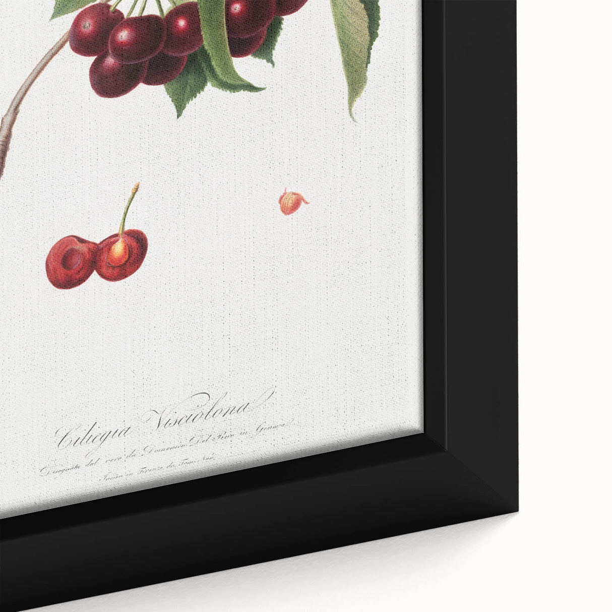 Romanticism Art - Cherry Botanical Illustration - Classic Fruit Print