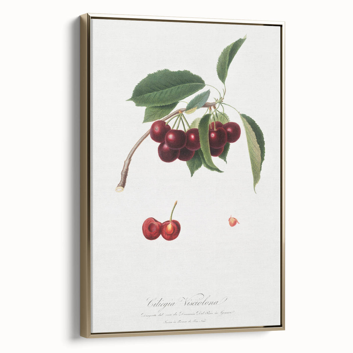 Romanticism Art - Cherry Botanical Illustration - Classic Fruit Print