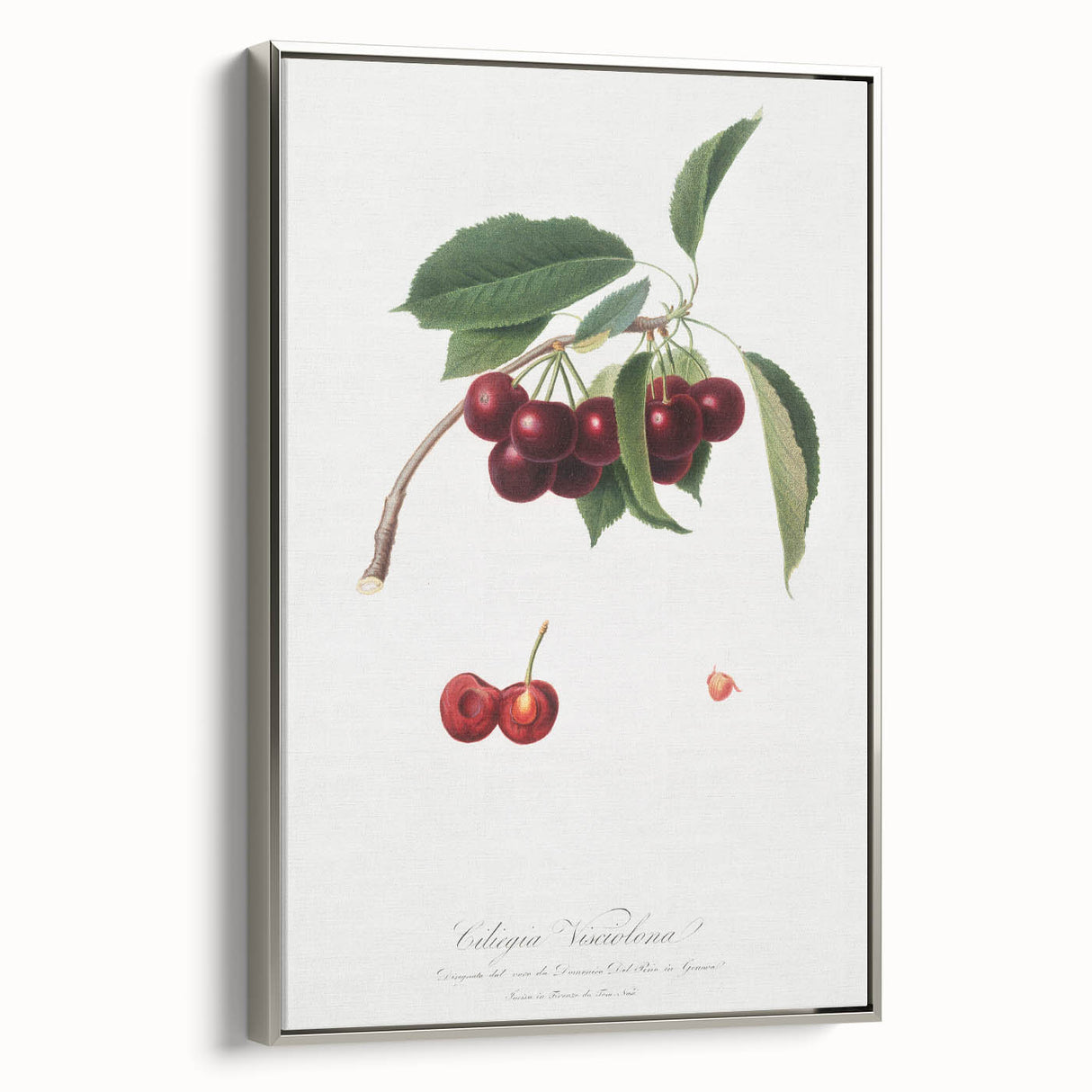 Romanticism Art - Cherry Botanical Illustration - Classic Fruit Print