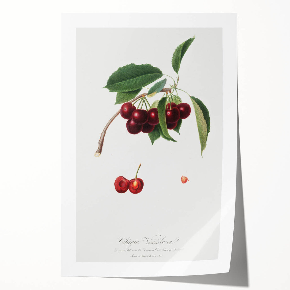 Romanticism Art - Cherry Botanical Illustration - Classic Fruit Print